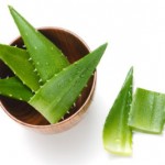 L’Aloe vera un antioxydant efficace