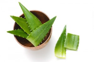 L’Aloe vera un antioxydant efficace